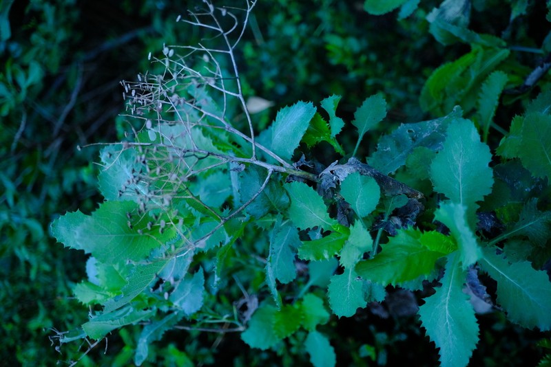 Senecio vestitus