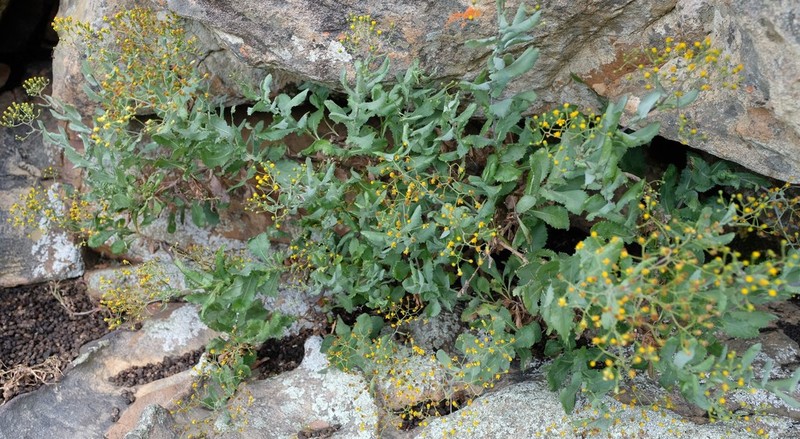 Senecio vestitus photo 2