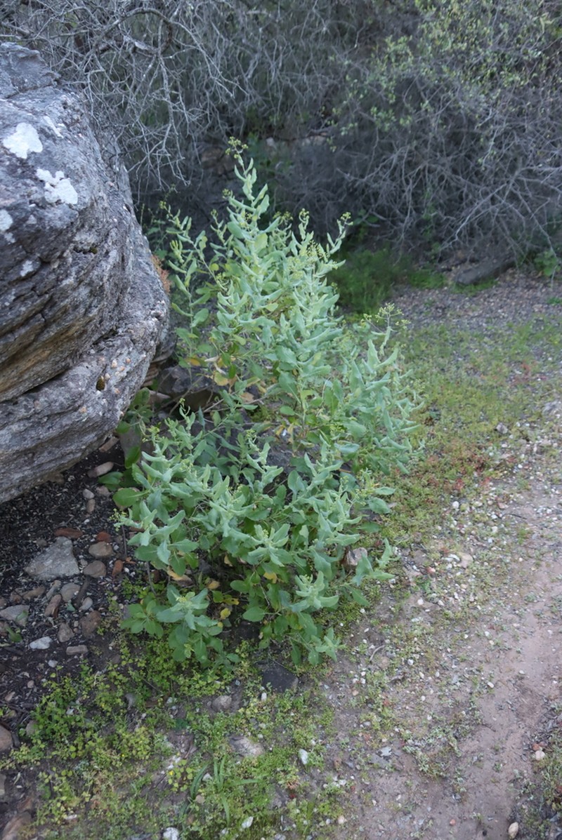 Senecio vestitus photo 3