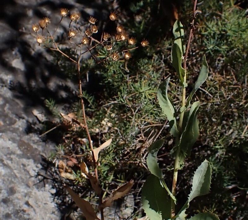 Senecio vestitus photo 4