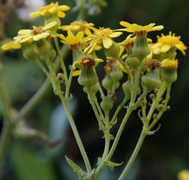 Senecio vestitus photo 5