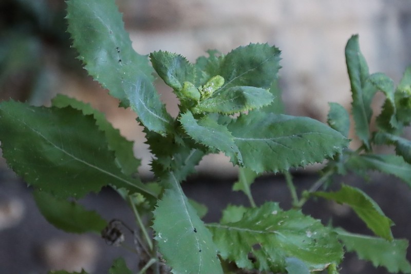 Senecio vestitus photo 6