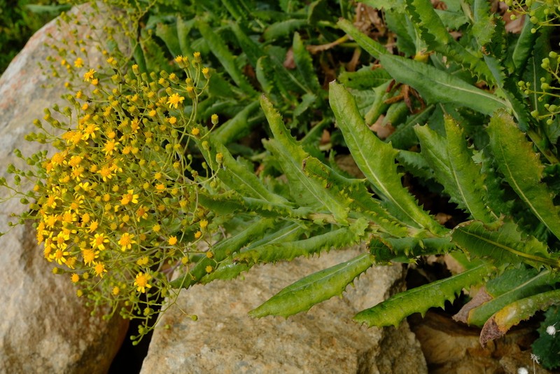 Senecio vestitus photo 7