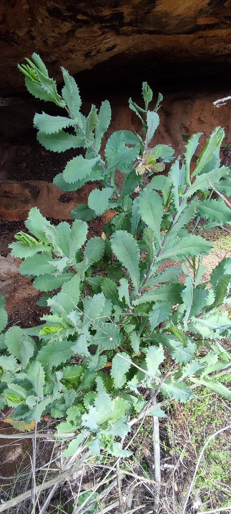 Senecio vestitus photo 8