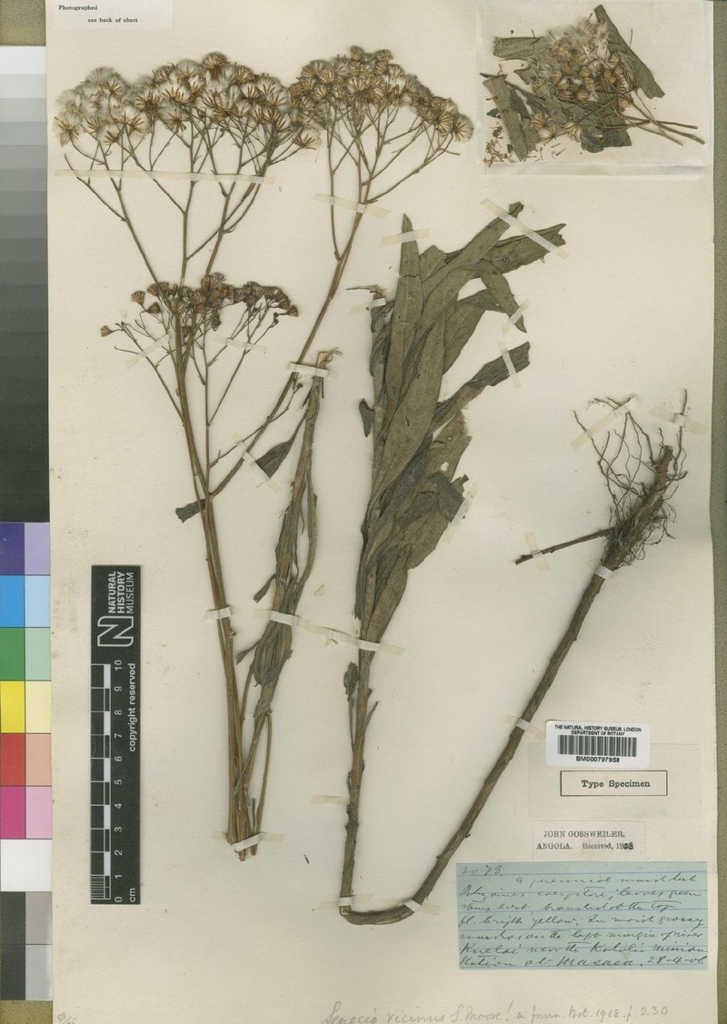 Senecio vicinus
