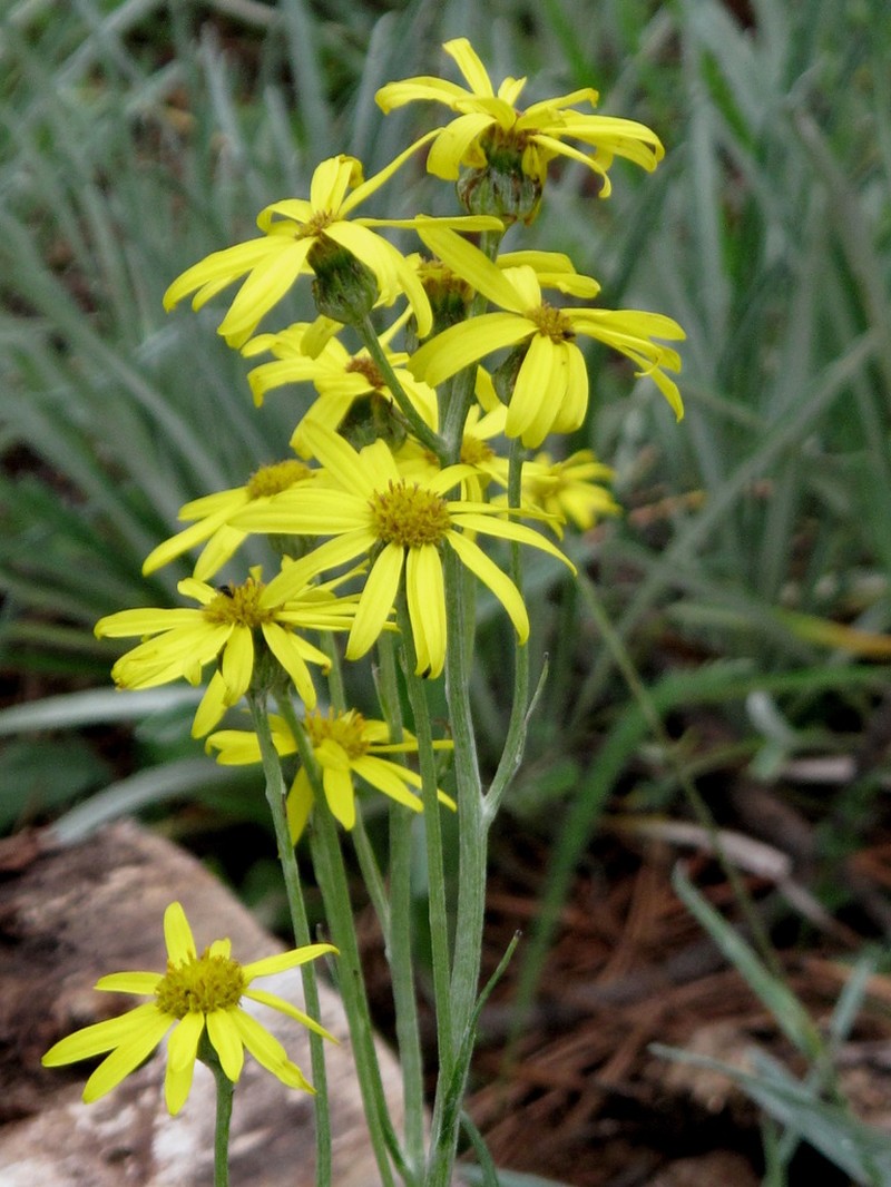 Senecio viejoanus