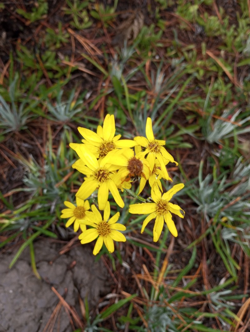 Senecio viejoanus photo 3