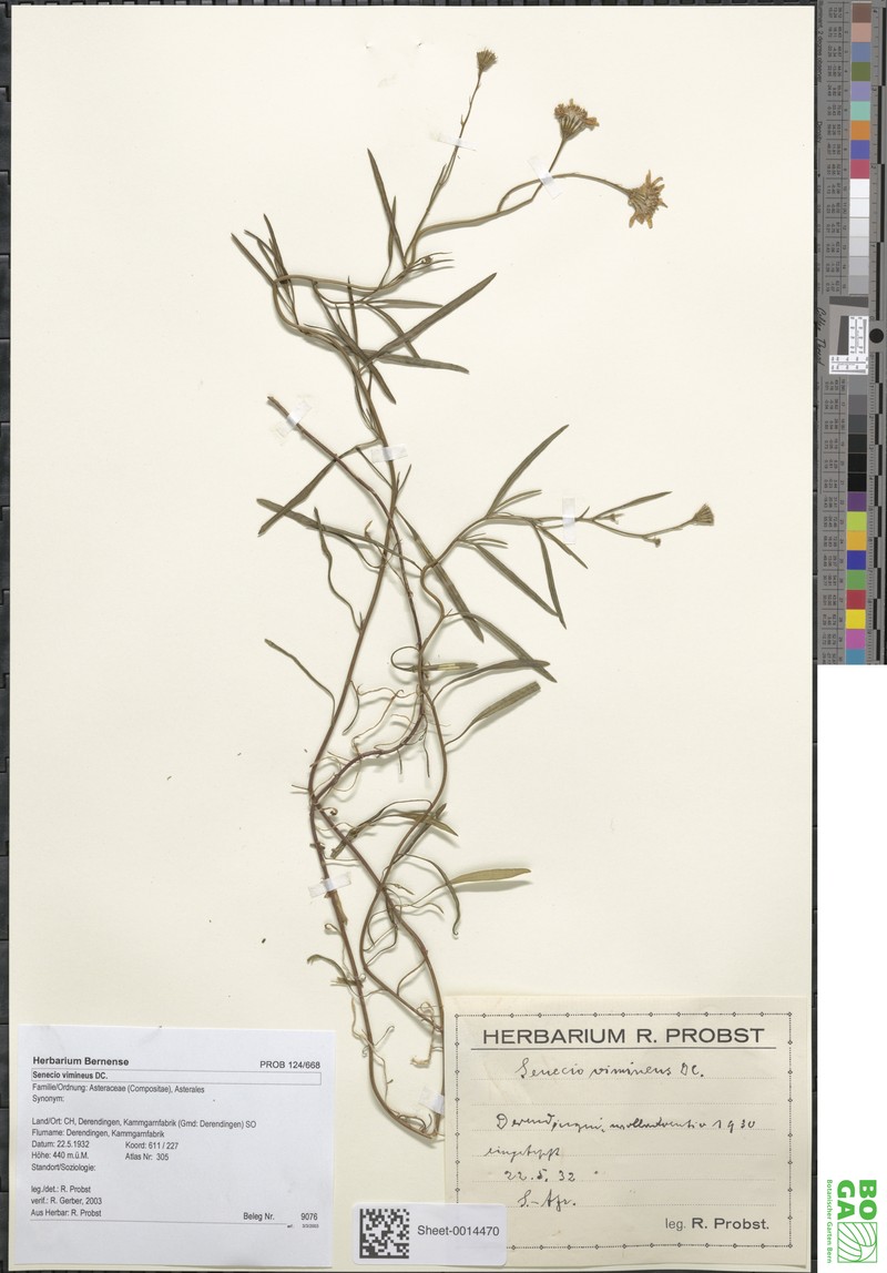 Senecio vimineus