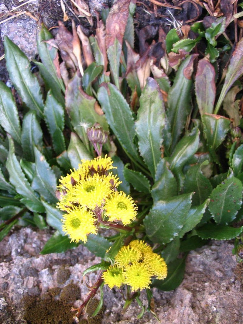 Senecio violifolius