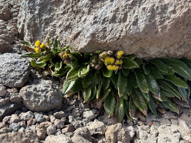 Senecio violifolius photo 3