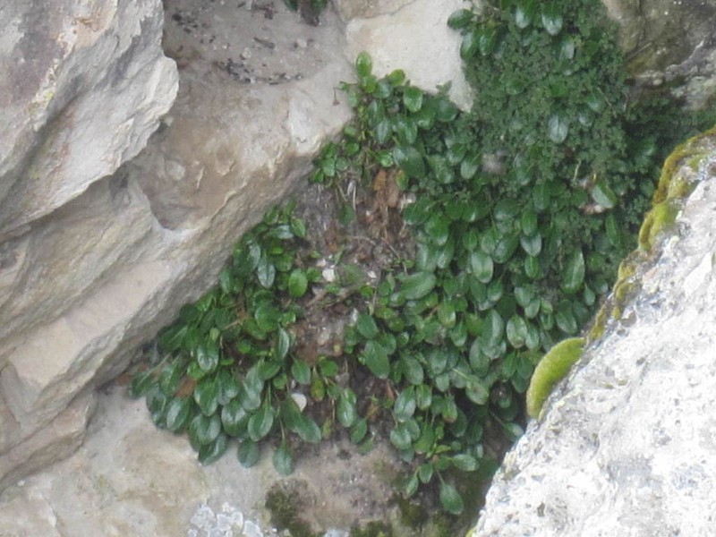 Senecio violifolius photo 4