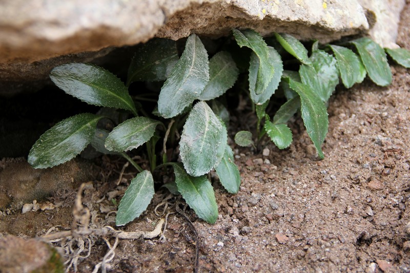 Senecio violifolius photo 5