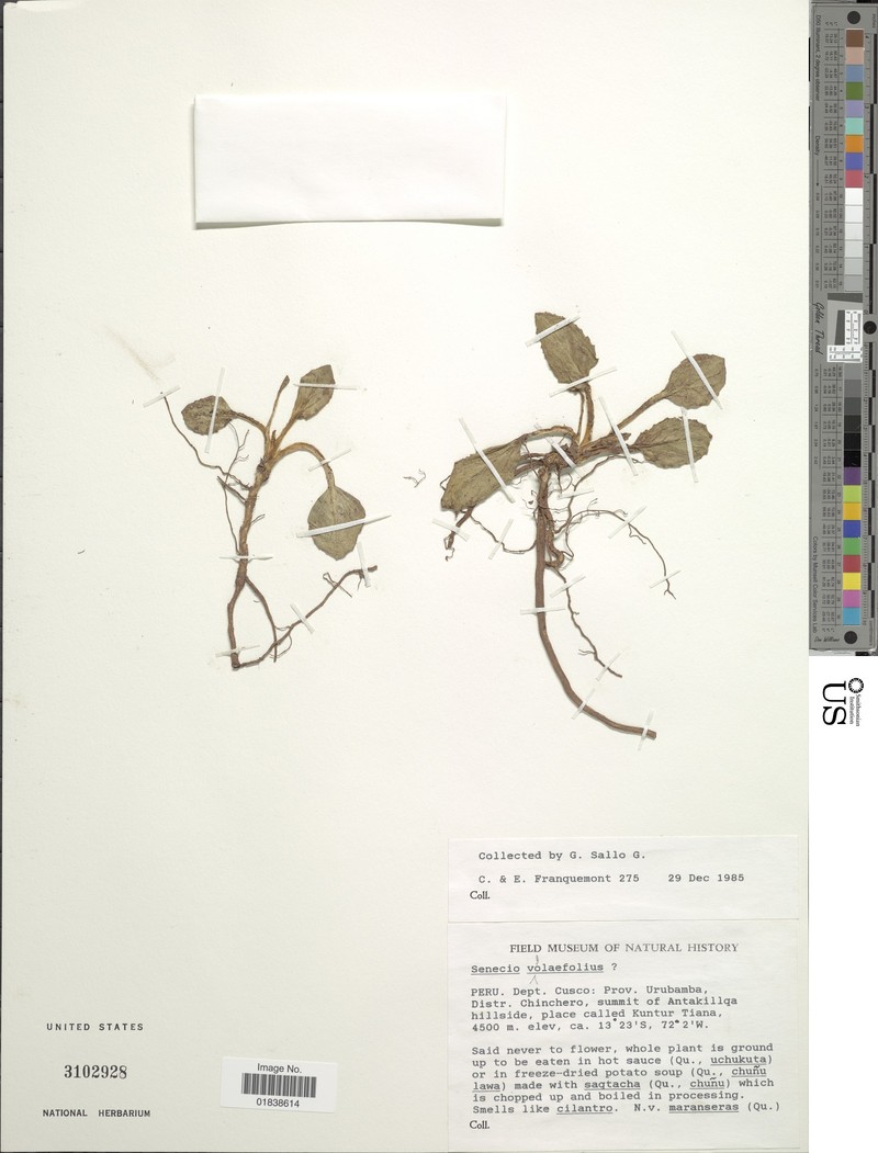 Senecio violifolius photo 6