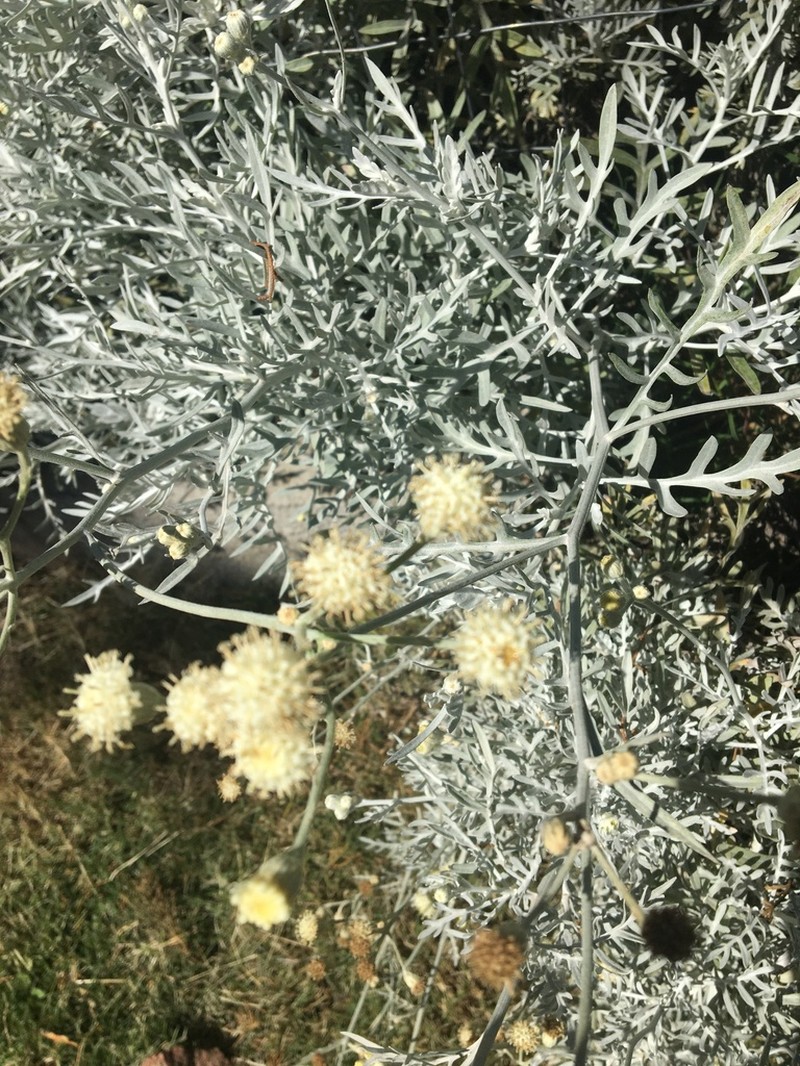 Senecio vira-vira