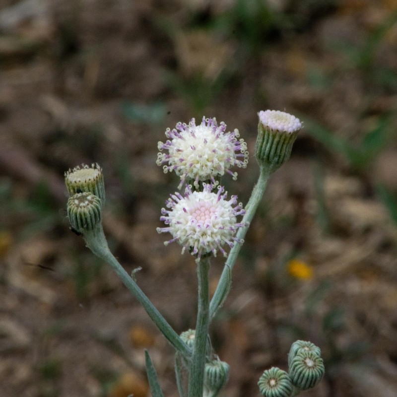 Senecio vira-vira photo 2