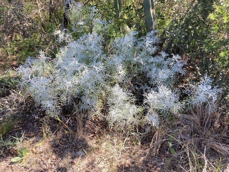 Senecio vira-vira photo 6