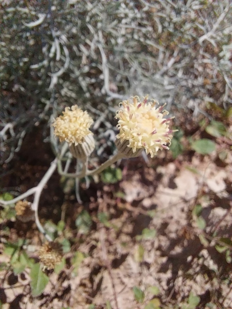 Senecio vira-vira photo 8