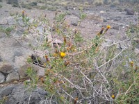 Senecio viridis