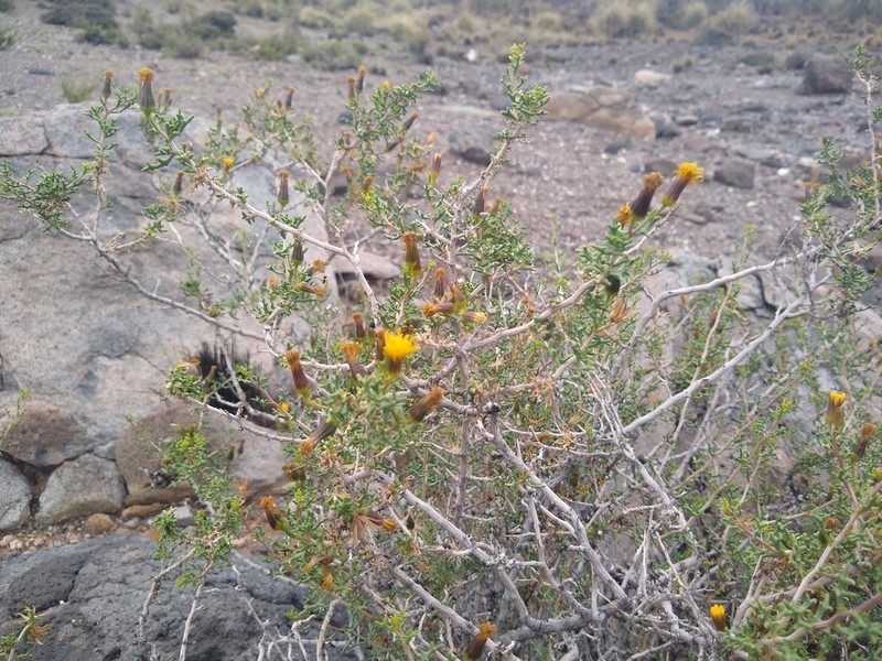 Senecio viridis