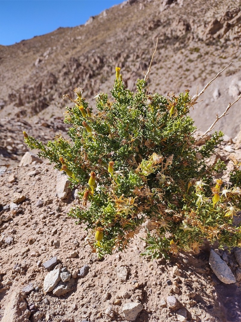 Senecio viridis photo 2