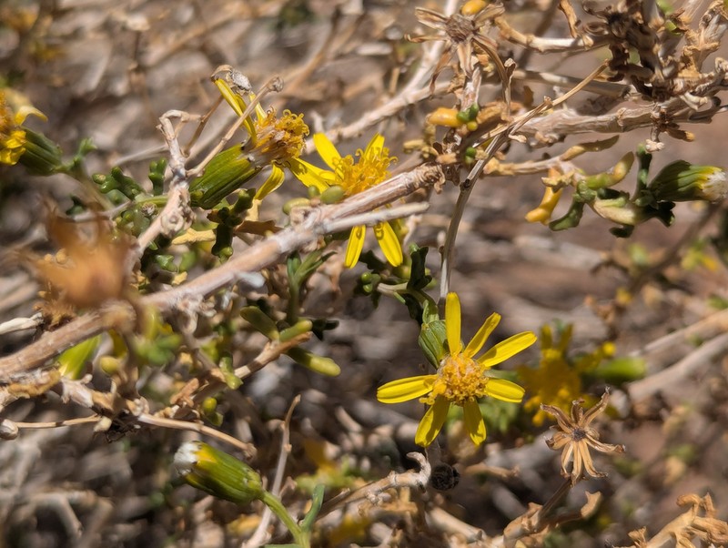 Senecio viridis photo 3