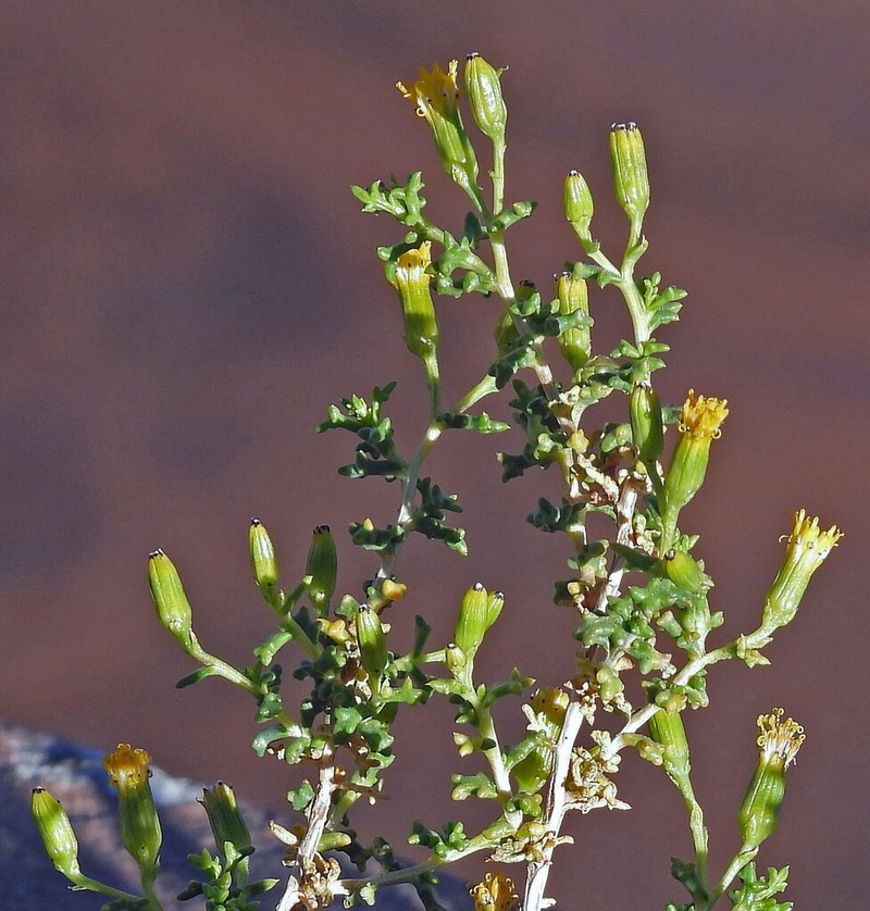 Senecio viridis photo 4