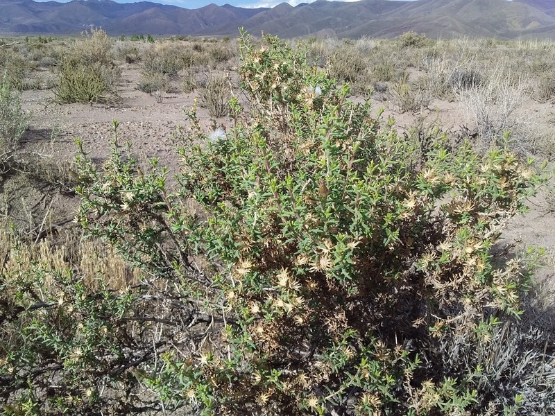 Senecio viridis photo 5