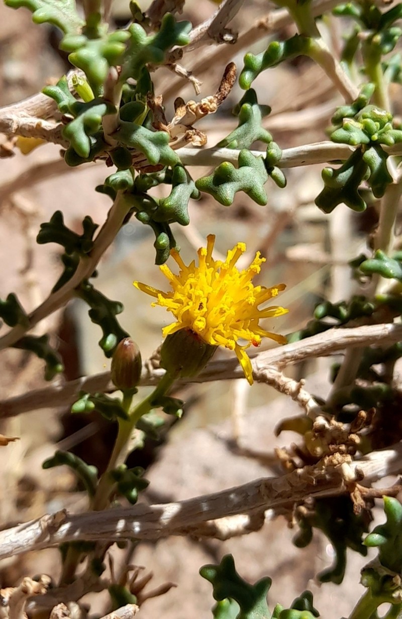Senecio viridis photo 6