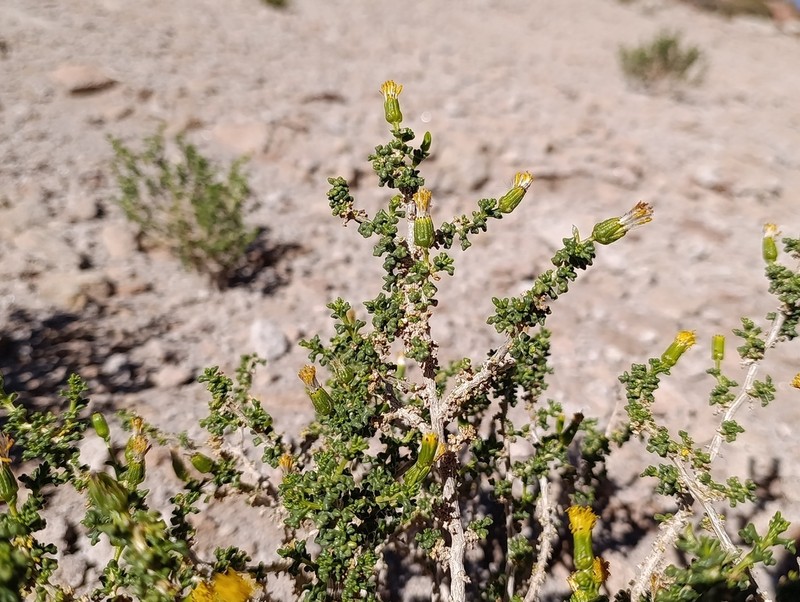 Senecio viridis photo 7