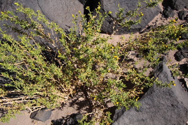 Senecio viridis photo 8