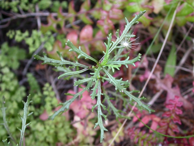 Senecio viscosissimus
