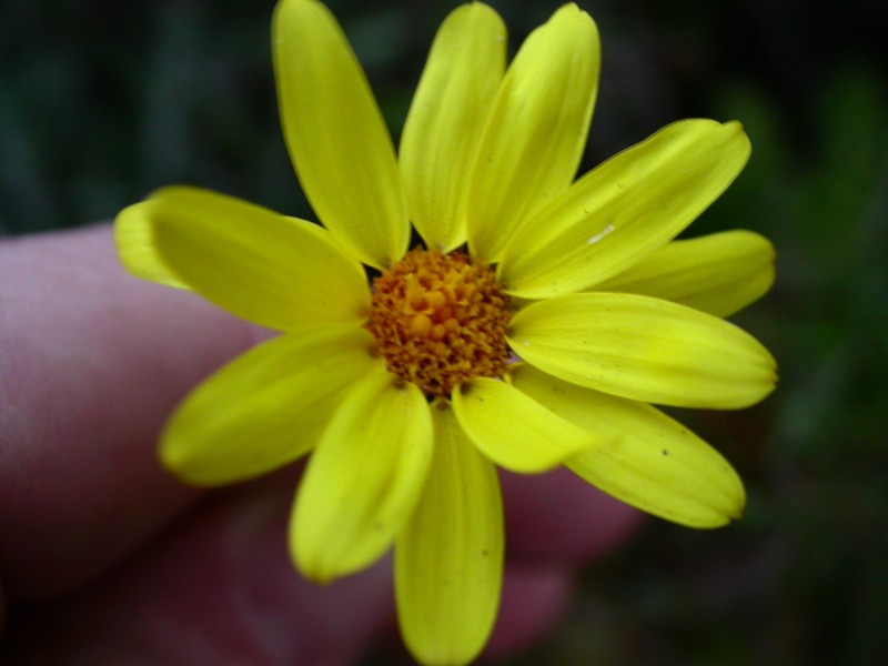Senecio viscosissimus photo 2
