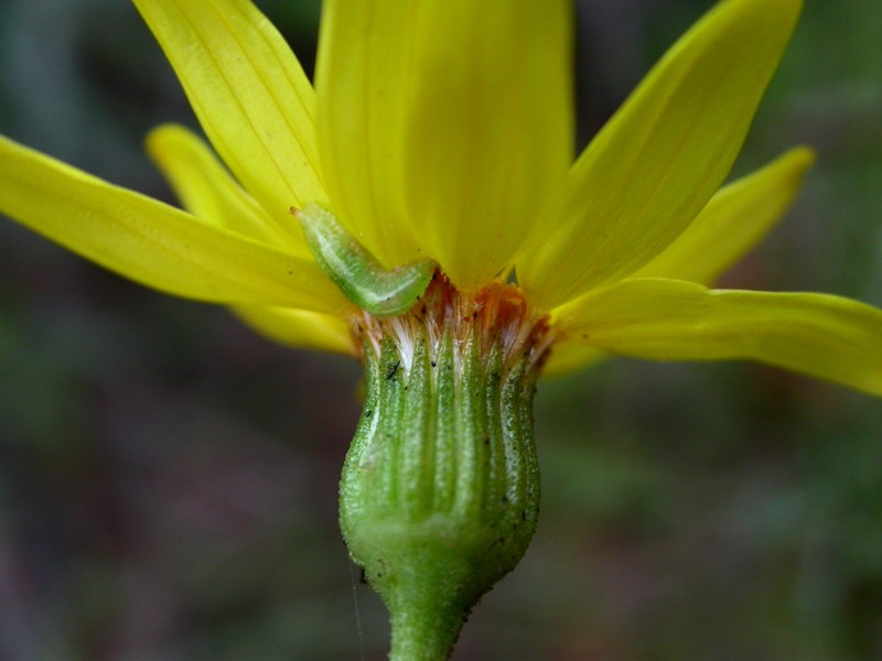 Senecio viscosissimus photo 3