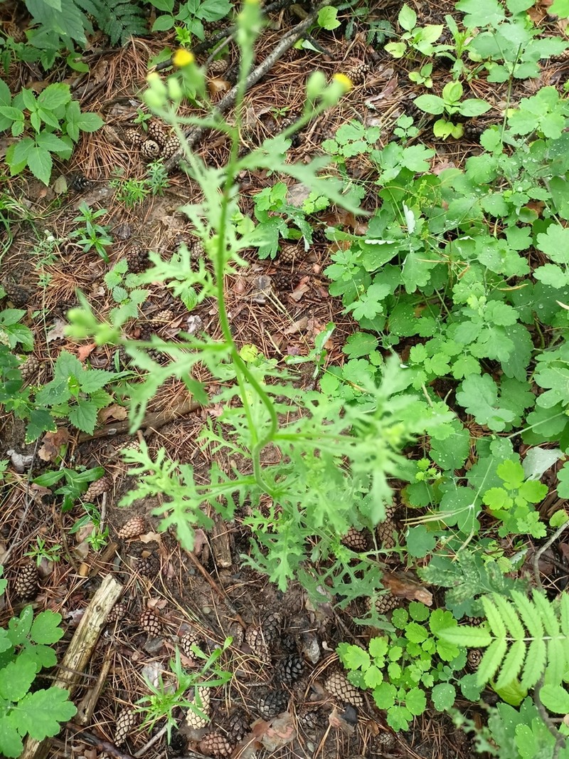 Sticky Ragwort photo 2