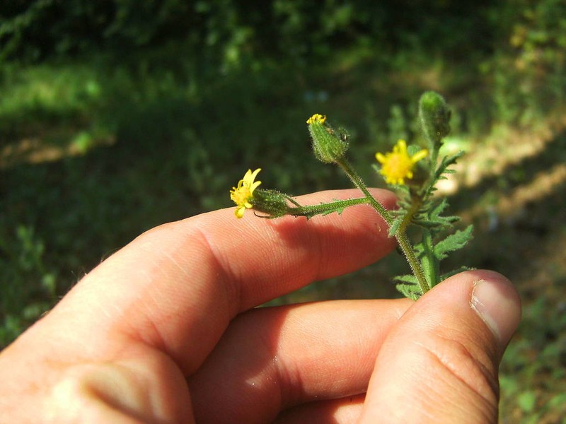Sticky Ragwort photo 3