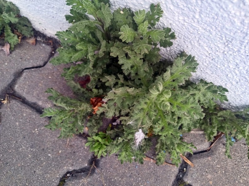 Sticky Ragwort photo 4