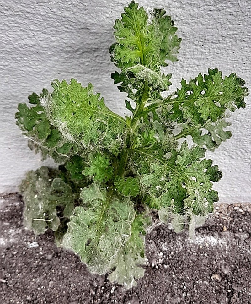 Sticky Ragwort photo 5