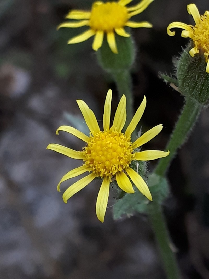 Sticky Ragwort photo 6