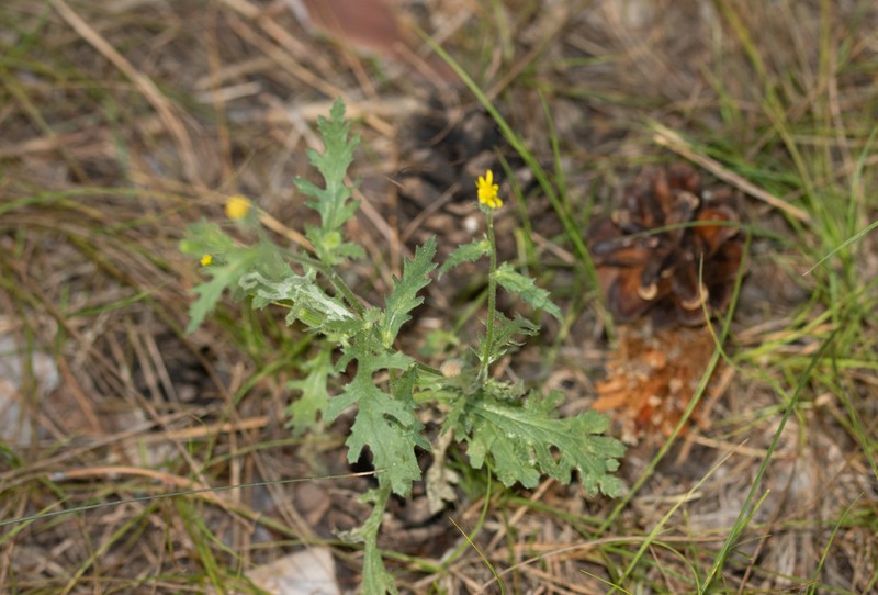 Sticky Ragwort photo 7