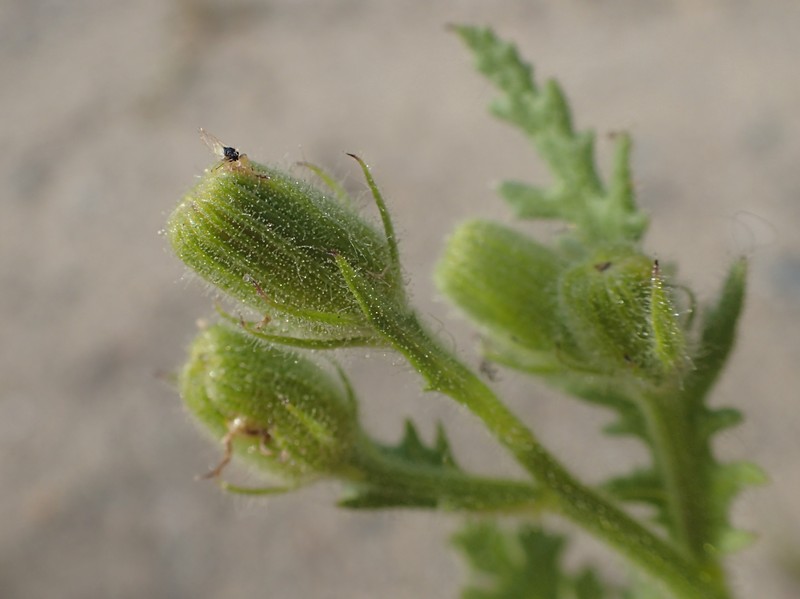 Sticky Ragwort photo 2