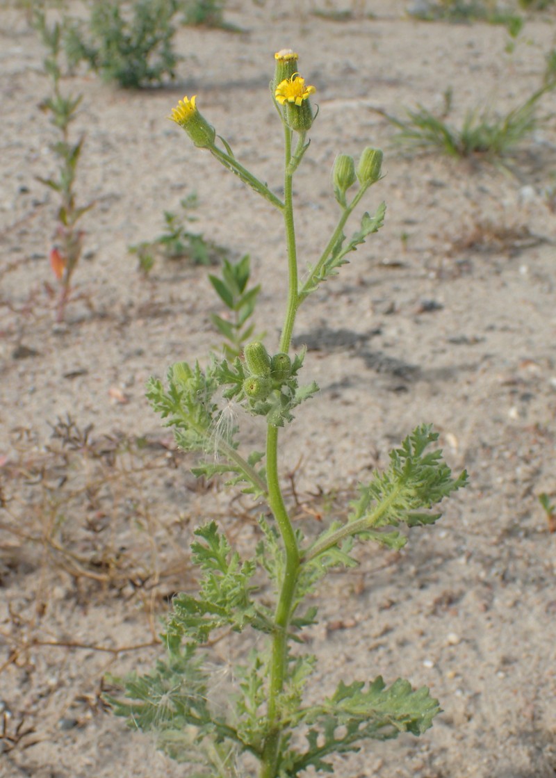 Sticky Ragwort photo 3