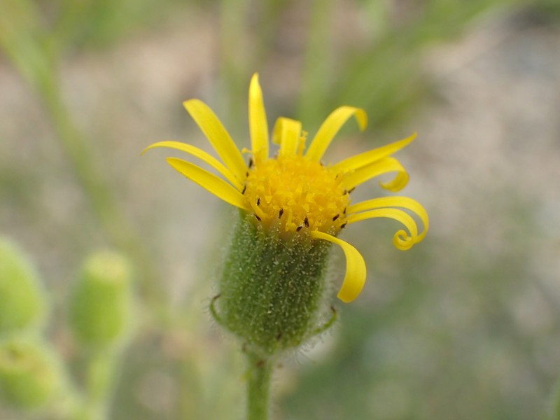 Sticky Ragwort photo 4
