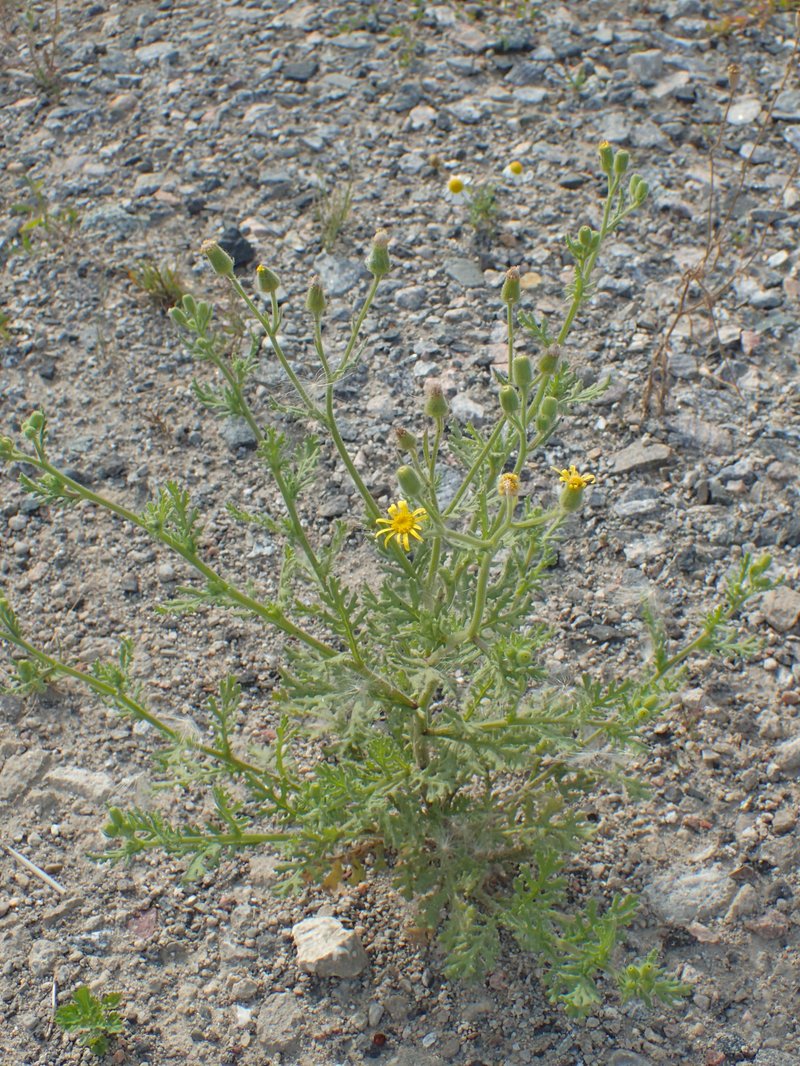 Sticky Ragwort photo 6