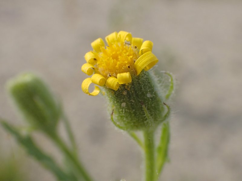 Sticky Ragwort photo 7