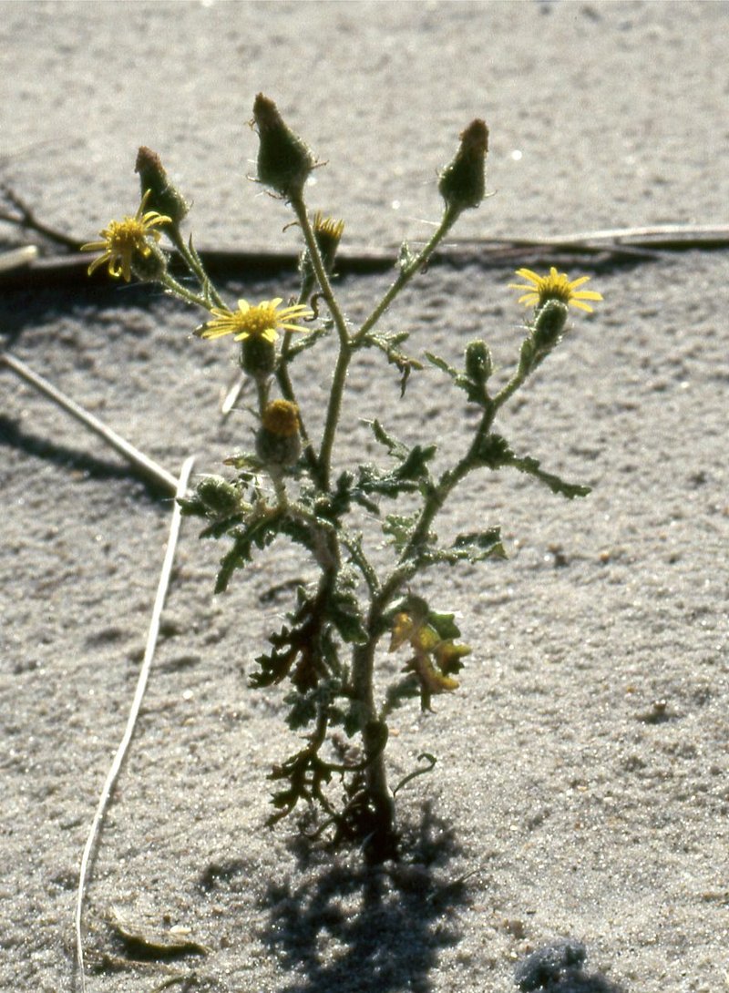 Sticky Ragwort photo 8