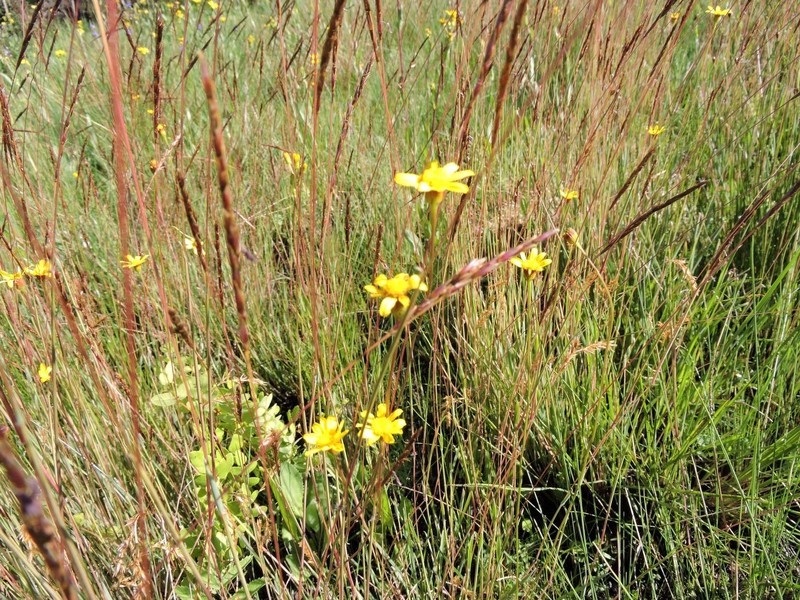 Senecio vittarifolius