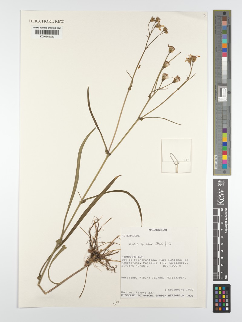 Senecio vittarifolius photo 2