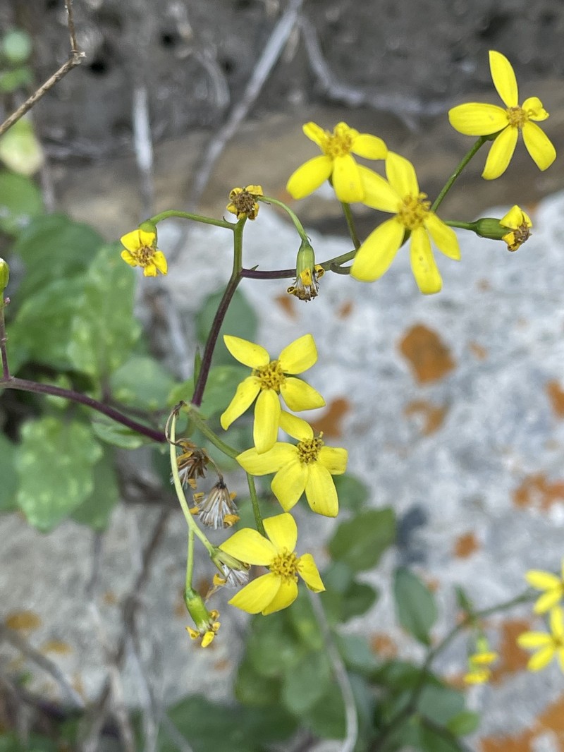 Senecio voigtii photo 2