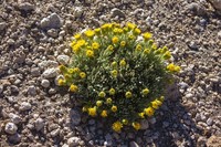 Senecio volckmannii