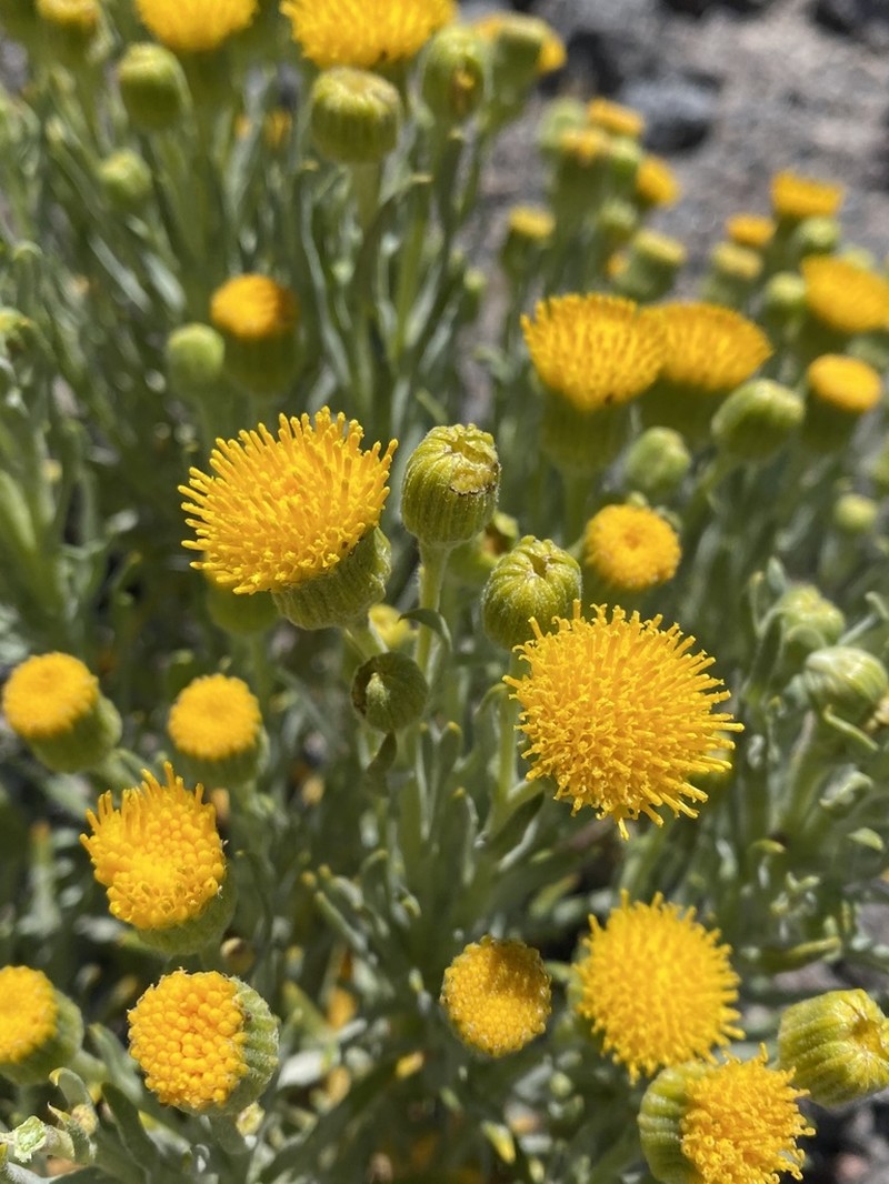 Senecio volckmannii photo 2